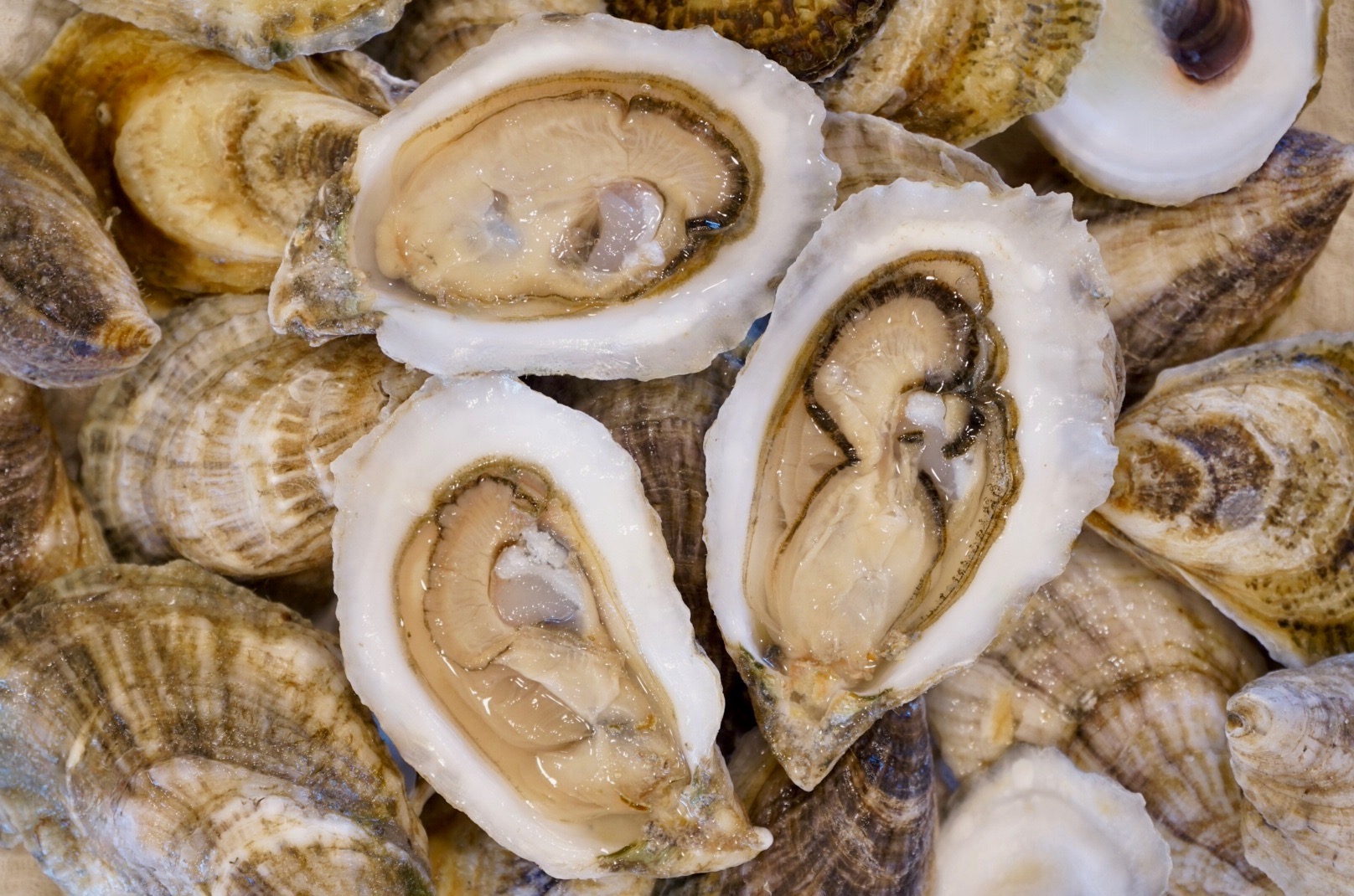 pict250115_1459590000